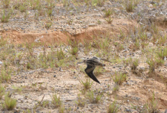 Gallinago hardwickii