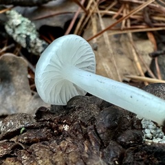 Marasmius calhouniae