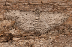 Phelotis cognata