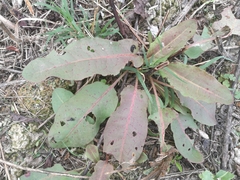 Rumex obtusifolius obtusifolius