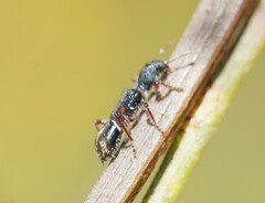 Tarsostenodes simulator