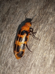 Cissites maculata