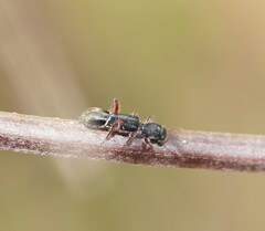Tarsostenodes simulator