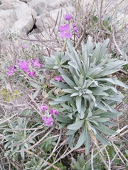 Matthiola incana