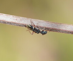 Tarsostenodes simulator
