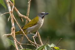 Saltator maximus