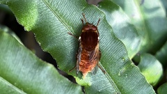 Pelecorhynchus vulpes