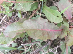 Rumex obtusifolius obtusifolius