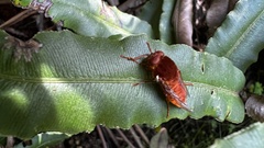 Pelecorhynchus vulpes