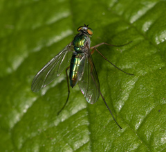 Heteropsilopus cingulipes