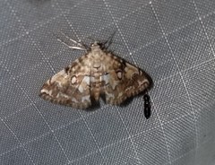 Elophila icciusalis