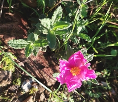 Cistus crispus