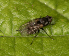 Coenosiinae