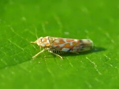 Erythroneura
