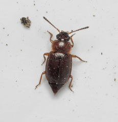 Anthobium atrocephalum