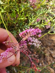 Grevillea leptobotrys