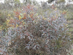 Eucalyptus redunca
