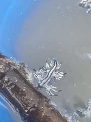 Glaucus atlanticus