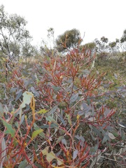 Eucalyptus redunca