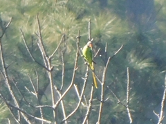 Psittacula himalayana