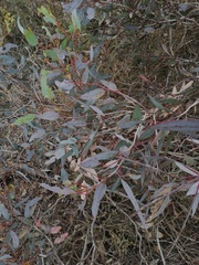 Eucalyptus redunca