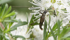 Mecynopus cothurnatus