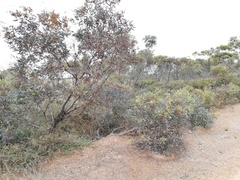Eucalyptus redunca