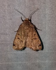 Abagrotis cupida