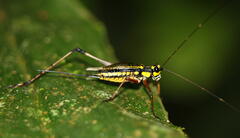 Nisitrus