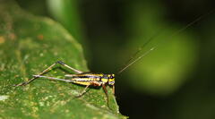 Nisitrus
