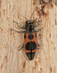 Nascioides parryi