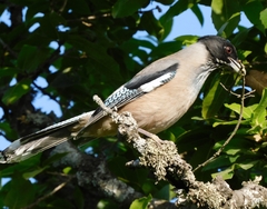 Garrulus lanceolatus