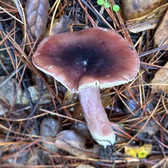 Russula queletii