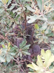 Banksia media