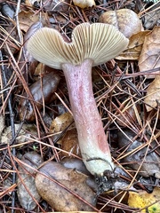 Russula queletii