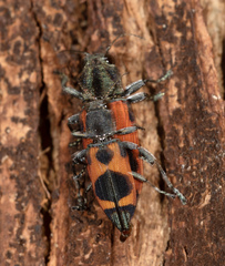 Nascioides parryi