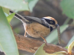 Aegithalos concinnus