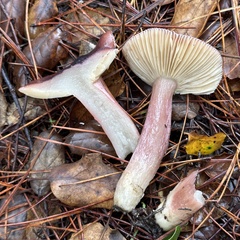 Russula queletii