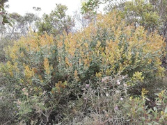 Banksia media