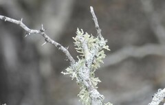 Ramalina complanata