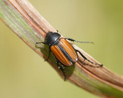 Phyllotocus marginipennis