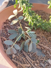 Senna covesii