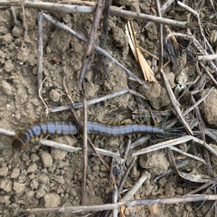Scolopendra viridis maya