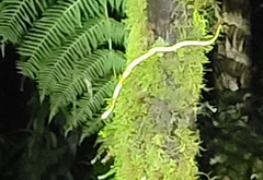 Bothriechis lateralis