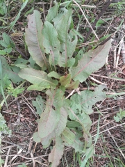 Rumex obtusifolius obtusifolius