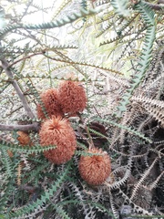 Banksia dryandroides
