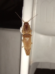 Conoderus fuscofasciatus