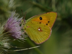 Colias fieldii
