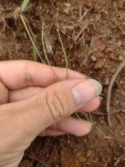 Digitaria violascens