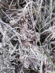 Banksia dryandroides